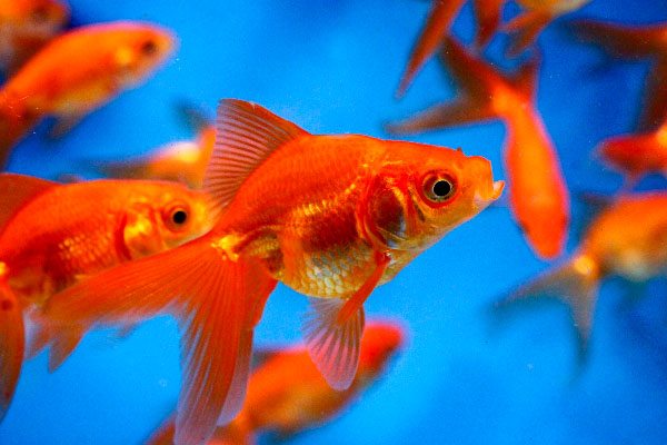 Pond fish, Goldfish, Red Fantail, Fantail goldfish, goldfish for